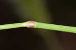 Sweet vernalgrass